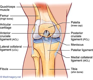 About the knee--01.jpg