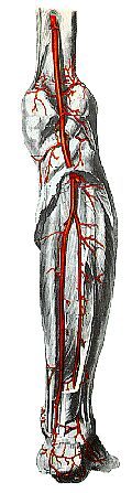 Arterien-onderbeen.jpg